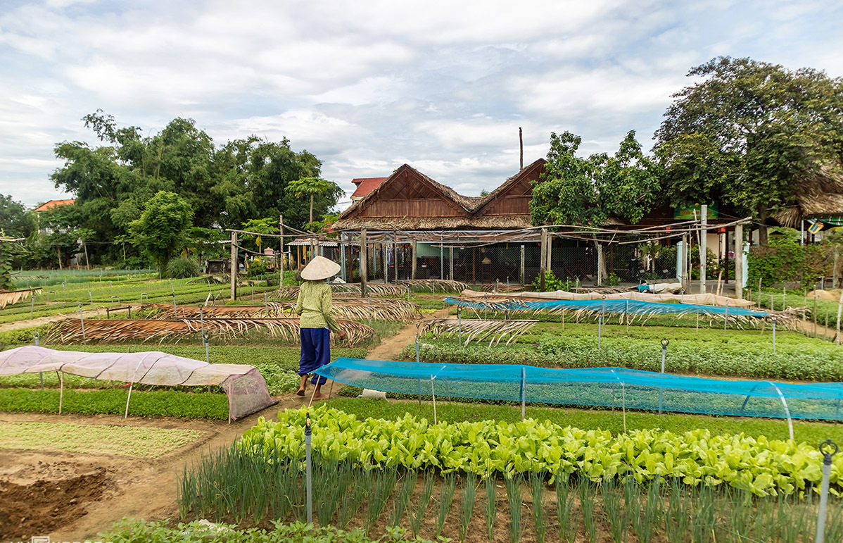 tra que village, hoian