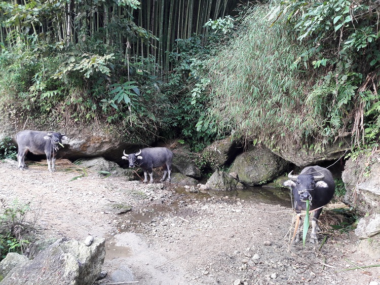 trek hoang su phi ha giang buffalo