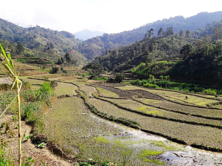 trek hoang su phi ha giang rice field