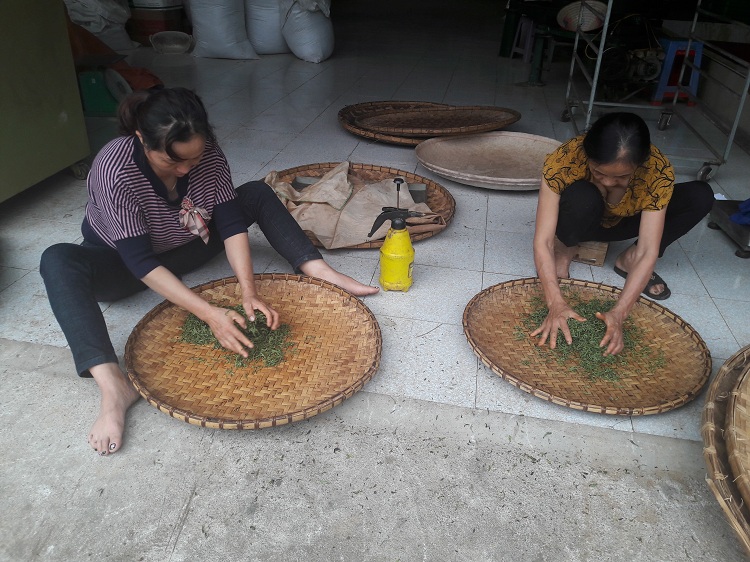 trek hoang su phi ha giang tea production cooperative