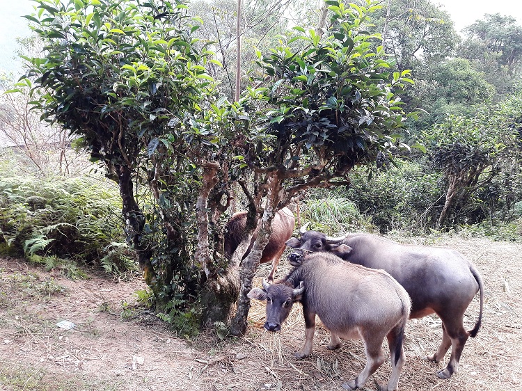 trek hoang su phi ha giang tea tree