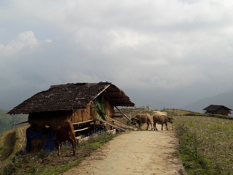 trekking in hoang su phi ha giang nature