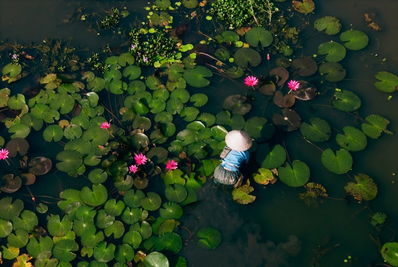 vietnam in water lily season