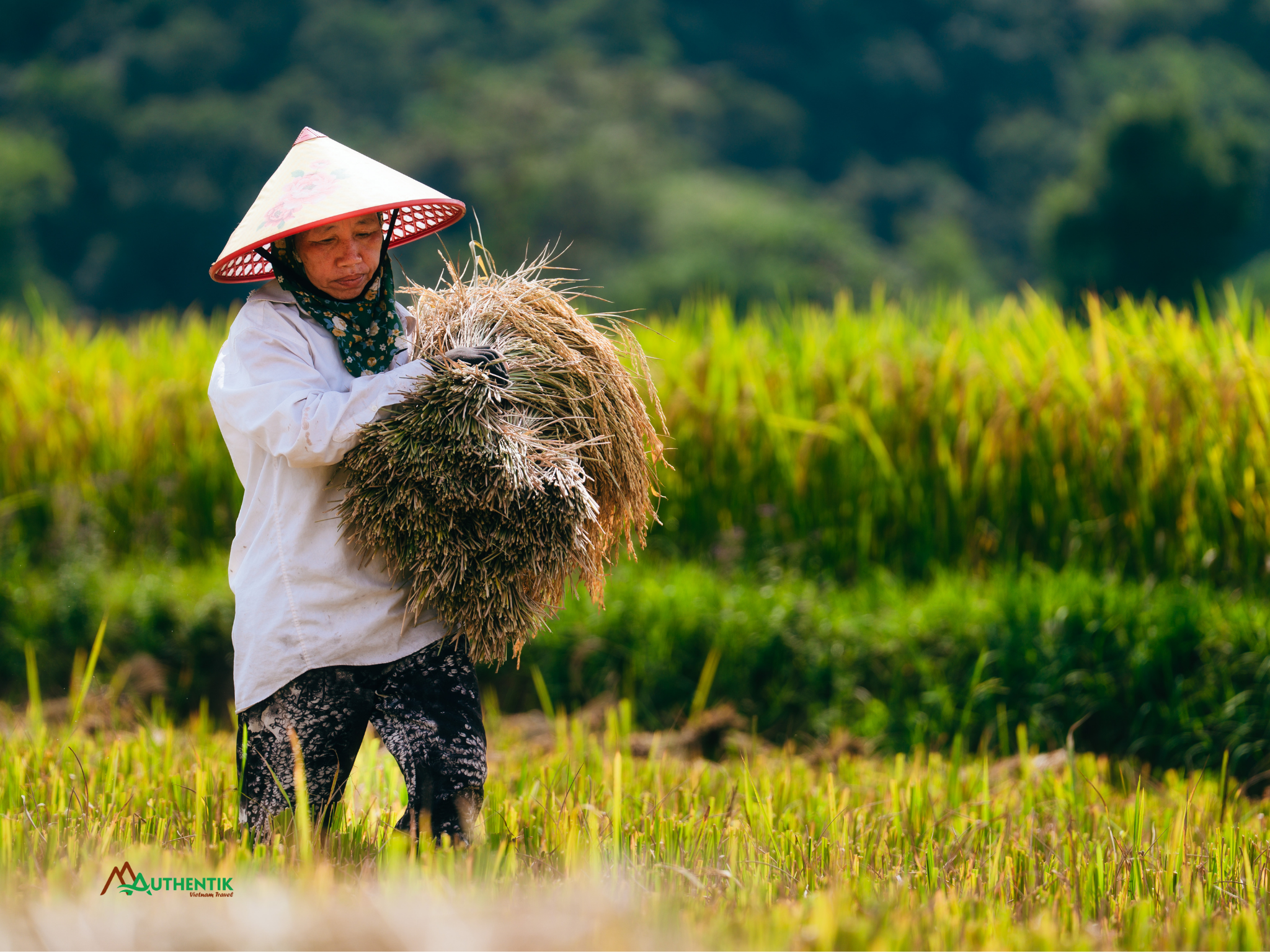 Vietnamese farmer holding golden rice during harvest season in northern Vietnam
