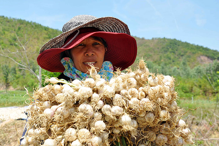 vietnamese spices garlic