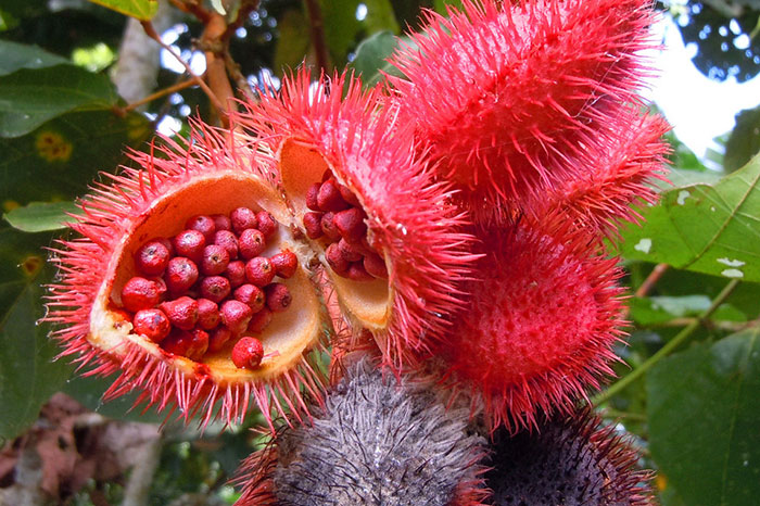 vietnamese spices roucou seed