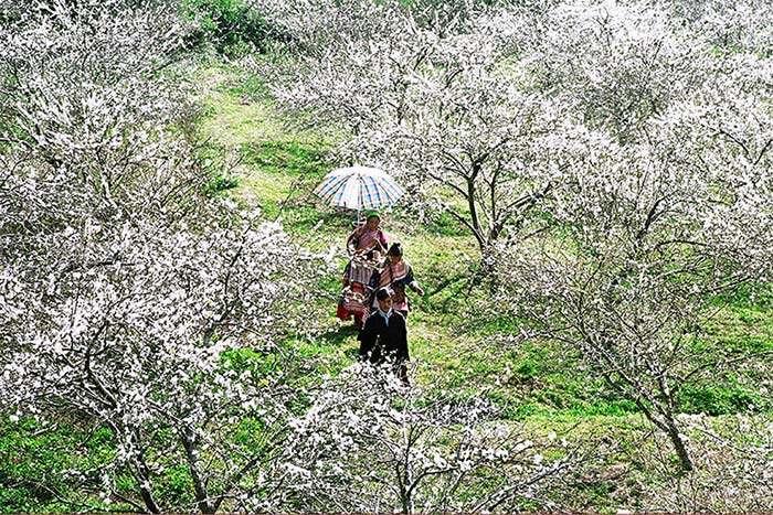 visit bac ha in 1, 2 or 3 days flowering