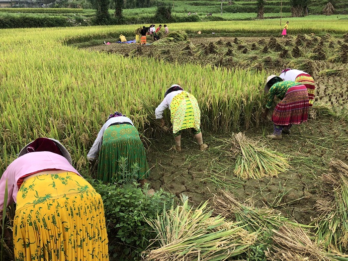 visit ha giang in 3 days habitants