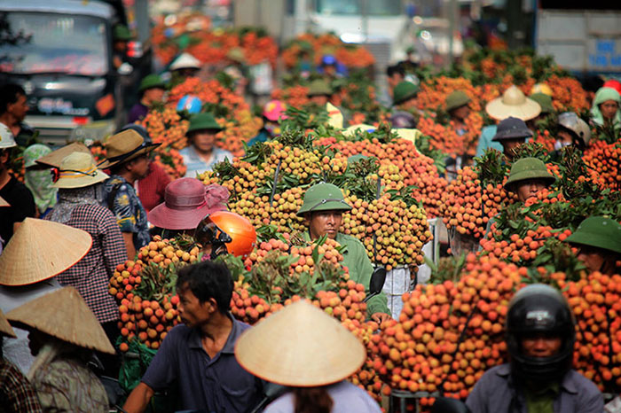 northern Vietnam, Hanoi, Moc Chau, Hoang Su Phi, Halong Bay, Halong Bay on land, Thac Ba, Ba Be, Cat Ba island, Pu Luong nature reserve