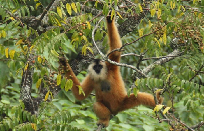 visit-cao-bang cao vit gibbon reserve