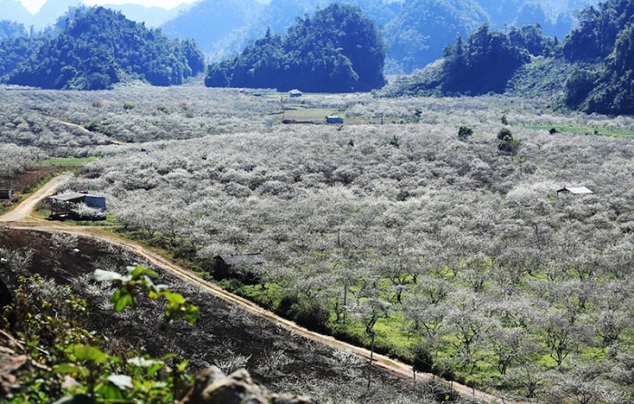 what to visit moc chau plum forest