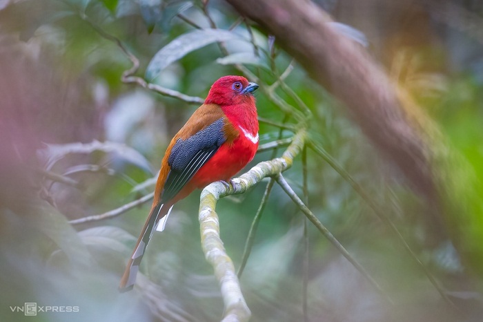 wild life vietnam, top 5 locations, vietnamese animals, national park, natural reserve, bach ma hue, bach ma national park