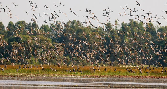 wild life vietnam, top 5 locations, vietnamese animals, national park, natural reserve, tram chim dong thap