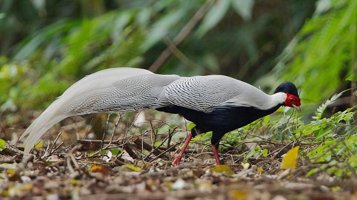 wild life vietnam, top 5 locations, vietnamese animals, national park, natural reserve, bird in quang binh, thach hoa quang binh