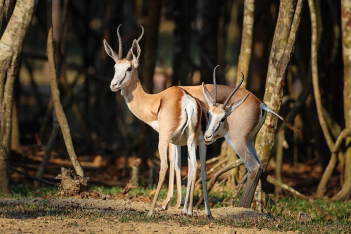 wild life vietnam, top 5 locations, vietnamese animals, national park, natural reserve, phu quoc safari