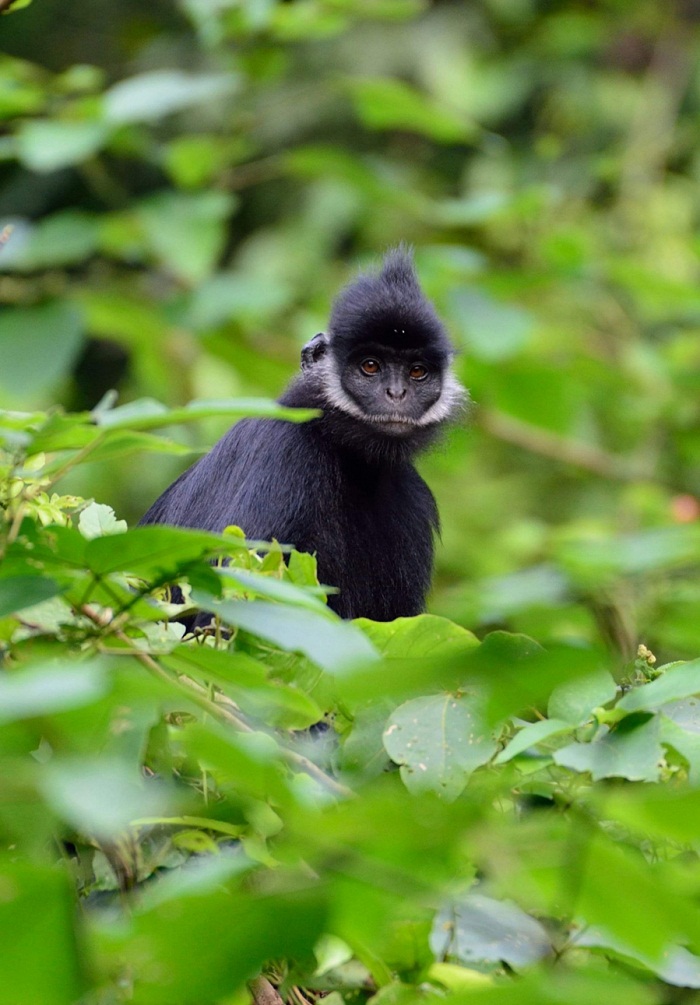 wild life vietnam, top 5 locations, vietnamese animals, national park, natural reserve, thach hoa quang binh