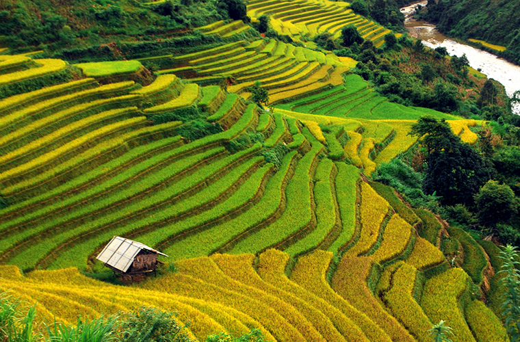 wonderful-rice-terraces-in-Sapa-vietnam-golden-season.jpg