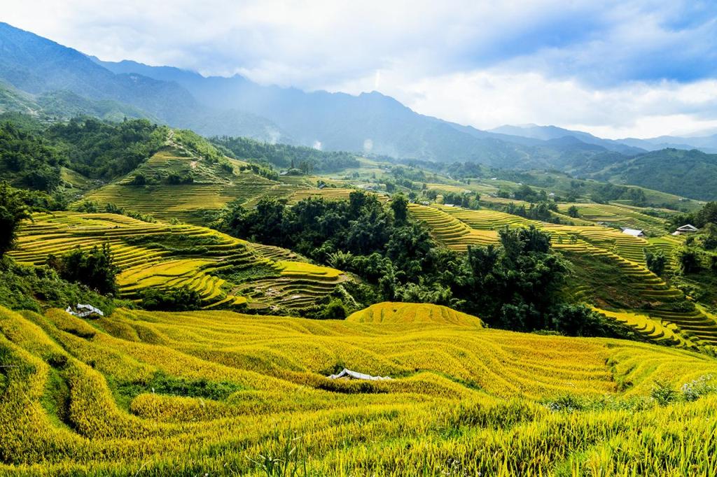 Y Ty rice terraces during the harvest season. Photo: Internet