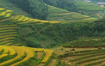 Lao Cai - Sapa - Cat Cat - Y Linh Ho - Lao Chai Ta Van trekking (B/L/-)