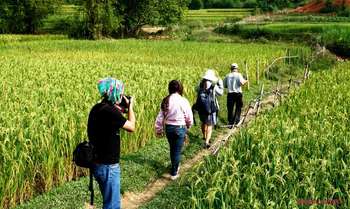 Mu Cang Chai -Than Uyen - Na Tam - Sapa (B/L/-)