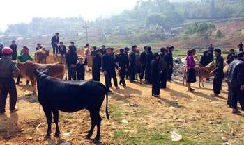 Sapa - Bac Ha (B/L/-)