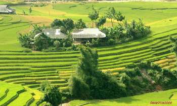 Muong Lo(Nghia Lo) - Tu Le - Mu Cang Chai (B/L/D)