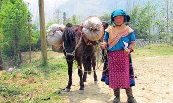 Bac Ha - Sin Man (B/L/D)