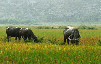 Van Long - Thien Ha - Thung Nham - Ninh Binh (B/L/-)